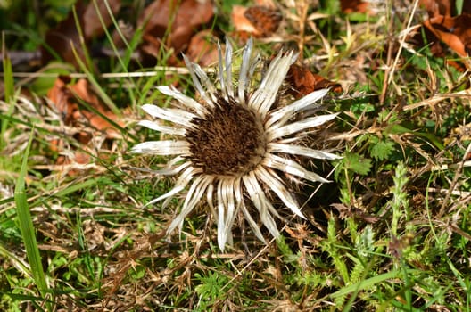 Silver thistle