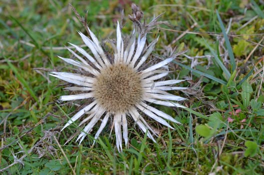 Silver thistle