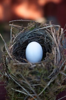 Detail of bird eggs in nest with blur background
