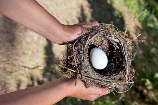 Hands holding nest with egg. Nature background.