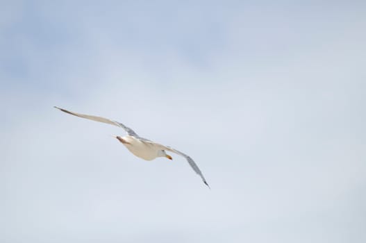 silver gull