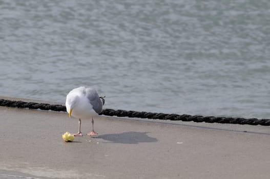 silver gull