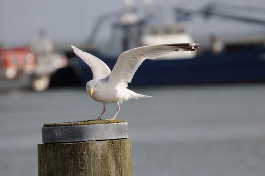 silver gull
