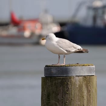 silver gull