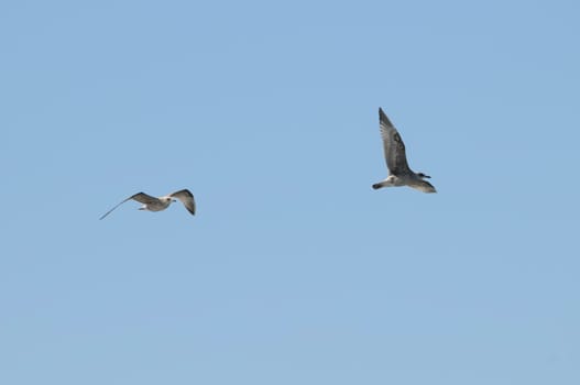 young gull
