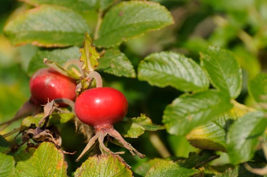 rosehips