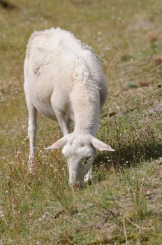 Sheep