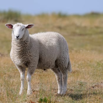 Sheep