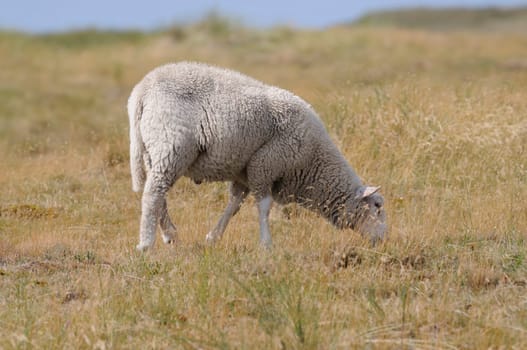 Sheep
