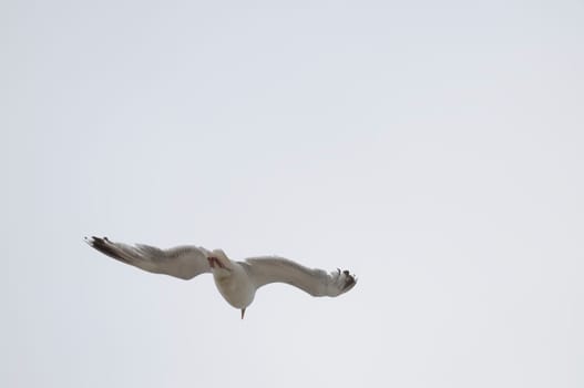 silver gull