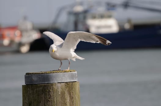 silver gull