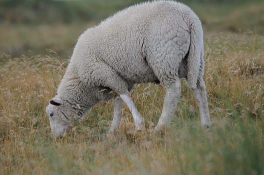 Sheep