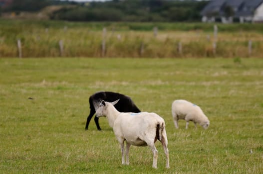 Sheep