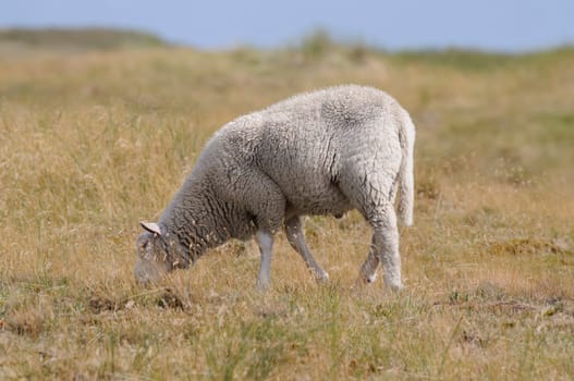 Sheep