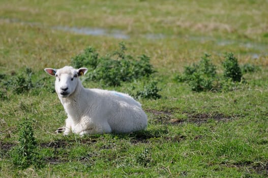 Sheep