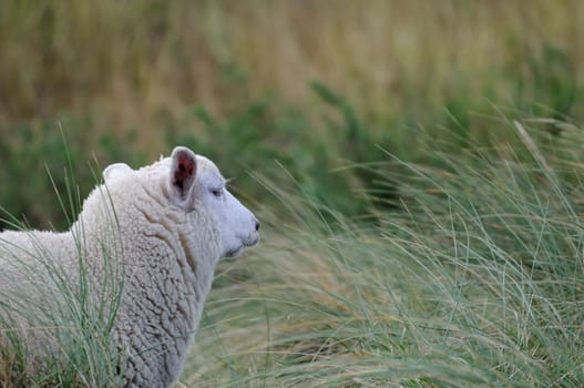 Sheep