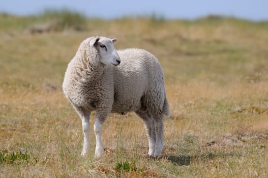 Sheep