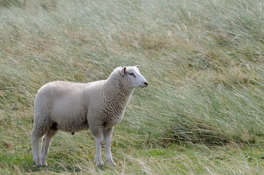 Sheep