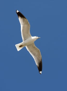 Moewe in flight