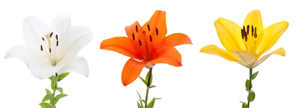 Three fresh lilys isolated on a white background.
