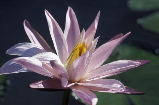 a Lotus Flower in a Japanese parc in the City centre of Tokyo in Japan in Asia,....