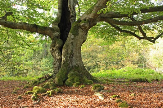 Ancient hat beech in the Hutewald Halloh