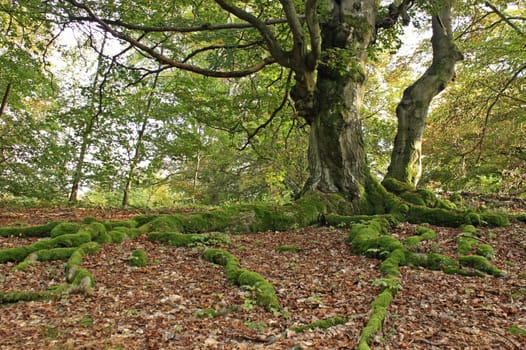 Ancient hat beech in the Hutewald Halloh