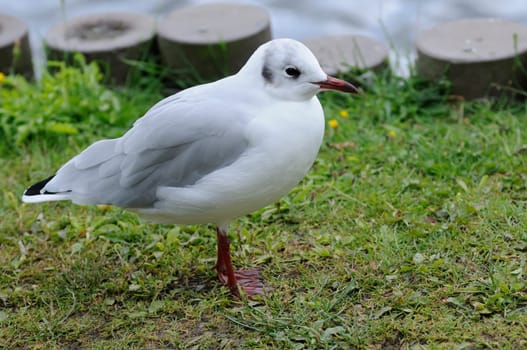 tern