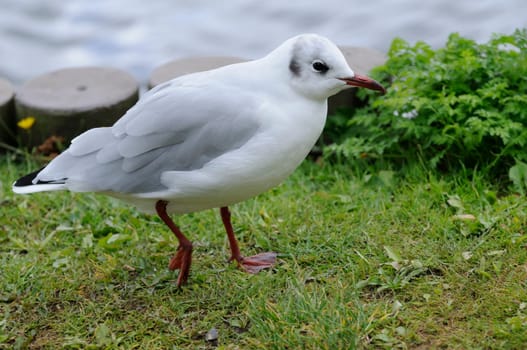 tern