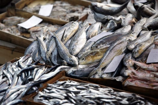 The Fishmarket in the old Town of Catania in Sicily in south Italy in Europe.