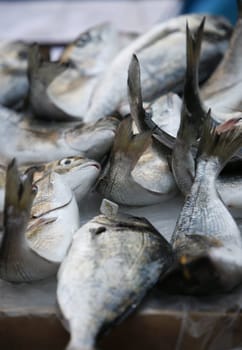 The Fishmarket in the old Town of Catania in Sicily in south Italy in Europe.