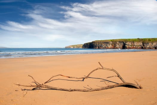 driftwood on the beach at Ballybunion county Kerry Ireland