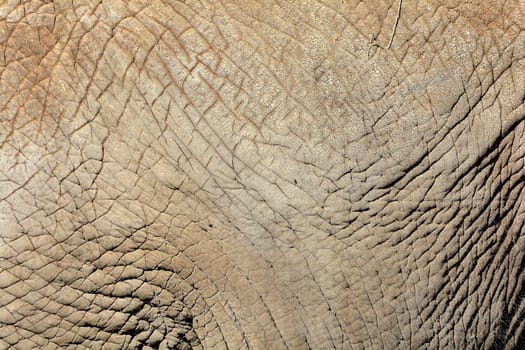 Elephant skin
