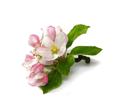 Apple blossoms