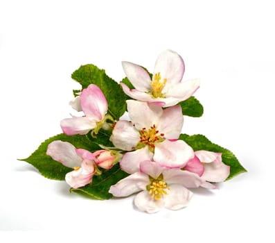 Apple blossoms