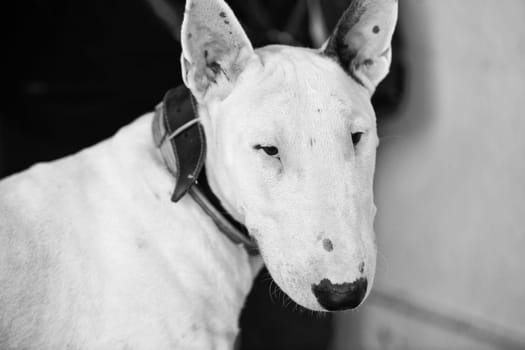 Domestic dog Bull Terrier breed. Focus on the dog. Black and white
