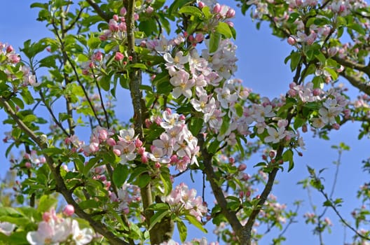 Apple blossoms