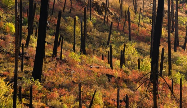 Colorful fall folaige can be seen soon after fire burns out a wooded area