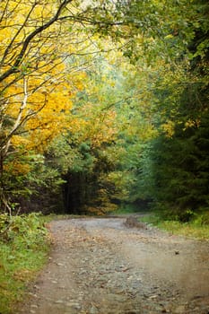 Curving dirt road in autumn forest