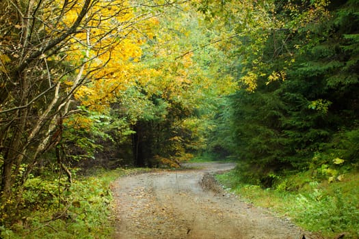 Curving dirt road in autumn forest