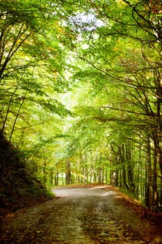 Curving dirt road in autumn forest