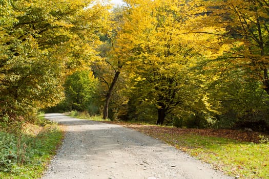 Curving dirt road in autumn forest