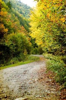 Curving dirt road in autumn forest