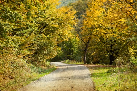 Curving dirt road in autumn forest