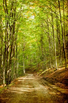 Curving dirt road in autumn forest