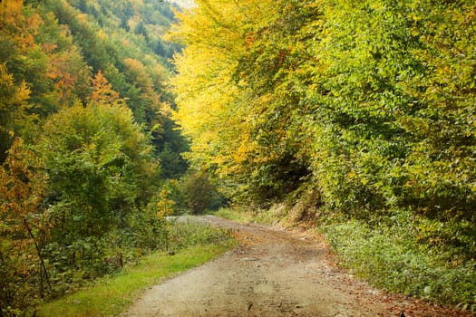 Curving dirt road in autumn forest