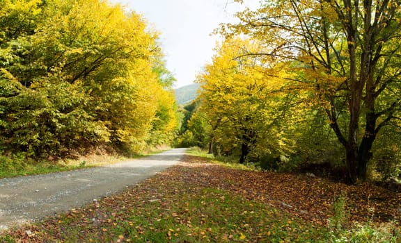 Curving dirt road in autumn forest
