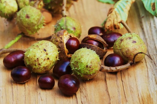 Chestnut