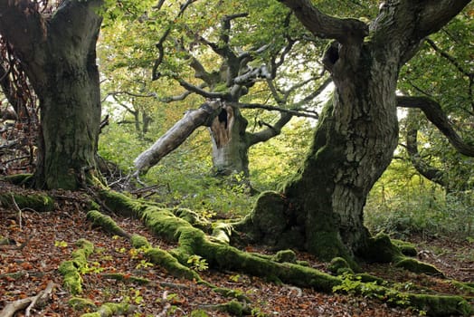 Ancient hat beech in the Hutewald Halloh