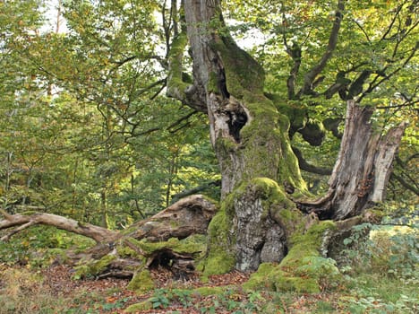 Ancient hat beech in the Hutewald Halloh